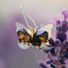 Pillangó alakú autós illatosító (kétoldalas) alap